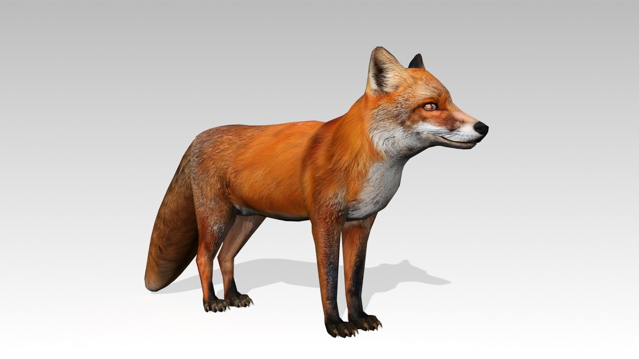Media 1 for listing Red Fox Animated
