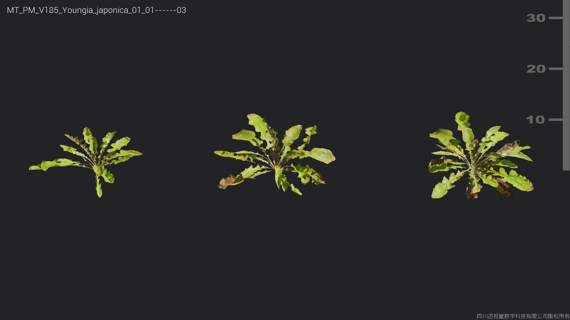 Media 1 for listing V185 Youngia japonica