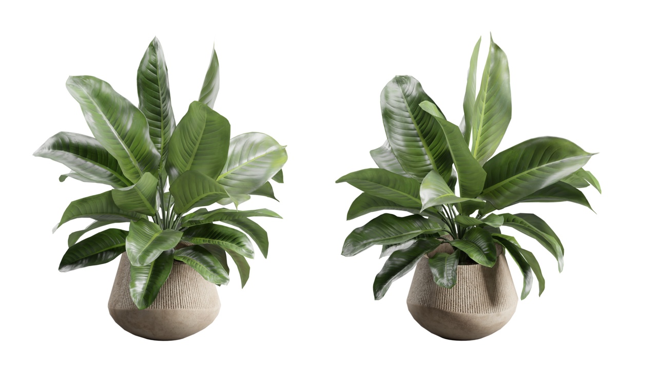 Media 1 for listing Amoena Reyna in Concrete Planter