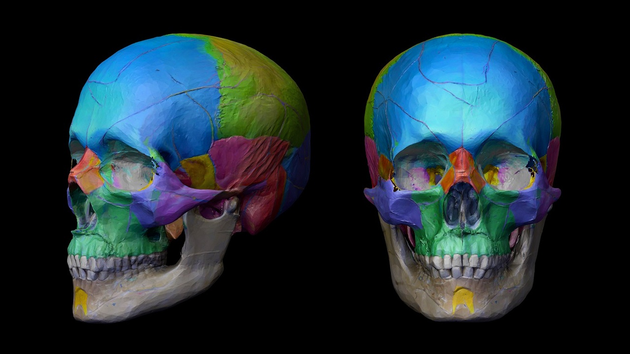 Media 1 for listing Human Skull 3D Model – Segmented with Color Coding #anatomy #skull