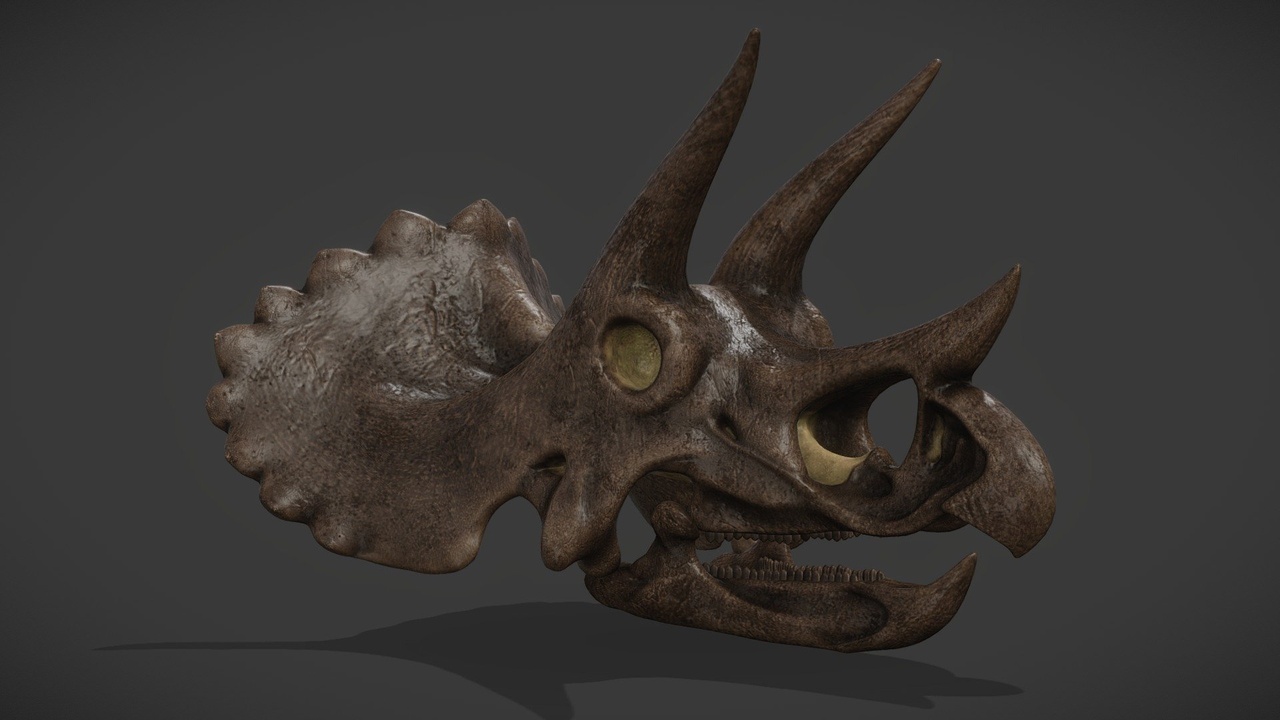 Media 1 for listing Triceratops Horridus Skull