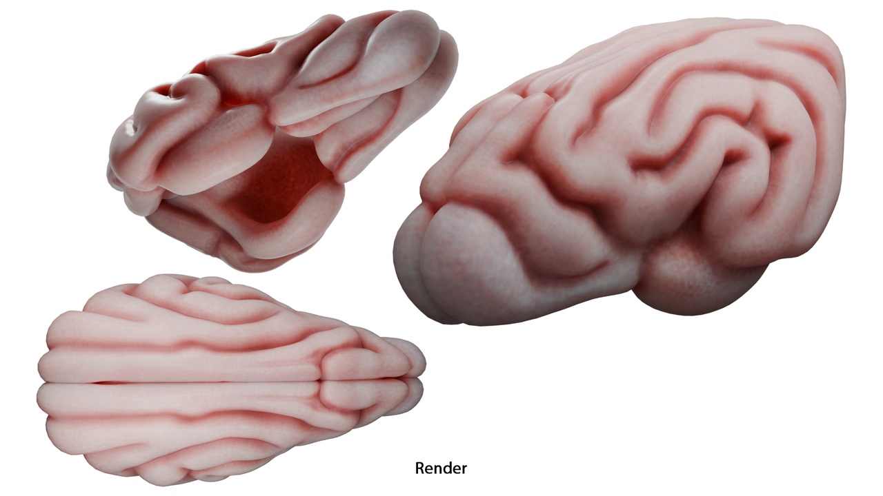 Media 1 for listing Dog Brain Anatomy