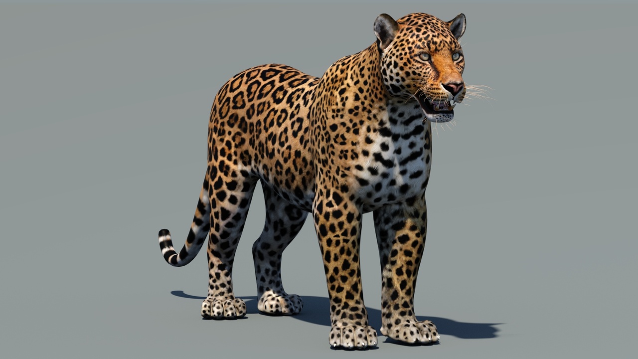 Media 1 for listing Leopard 3D Model