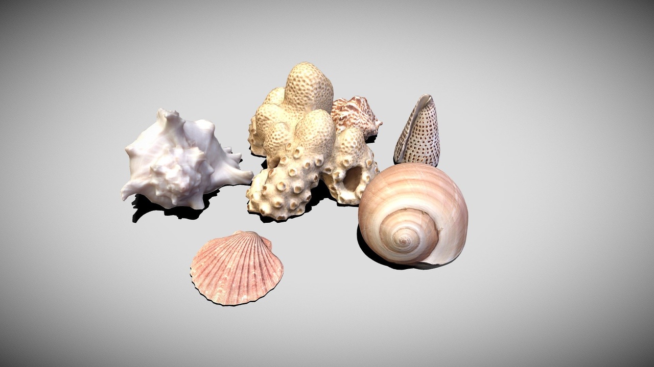 Media 1 for listing Real Time Ready seashells scan