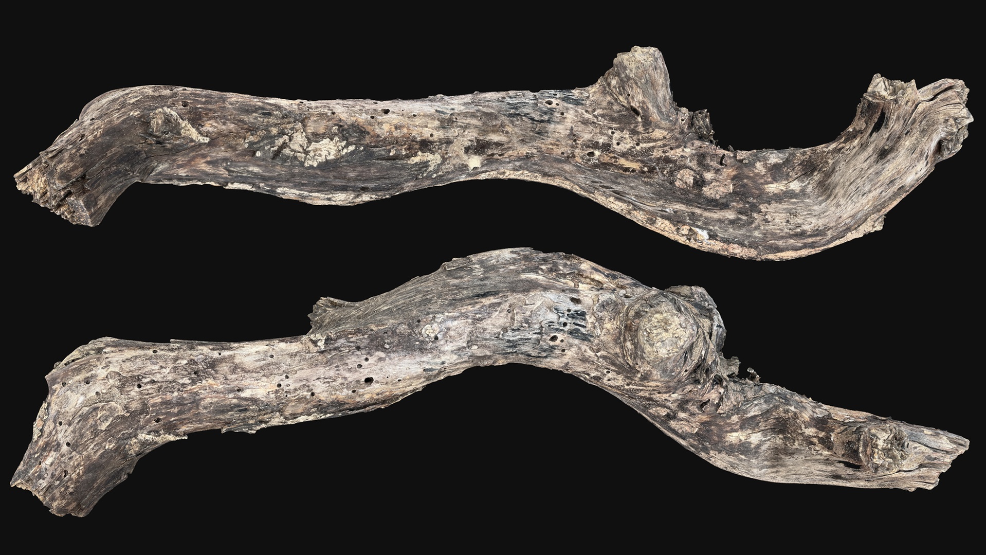 Media 1 for listing Withered Tree trunk wood branch 3d scan highpoly