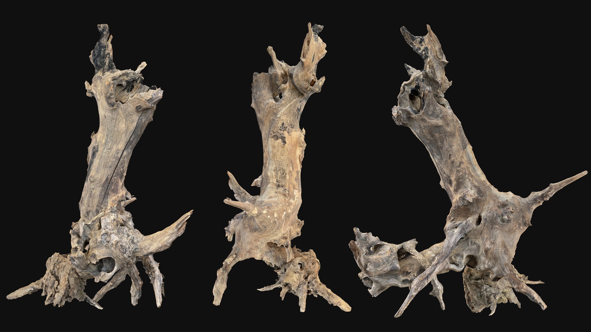 Media 1 for listing Withered tree root wood 3d scan in highpoly