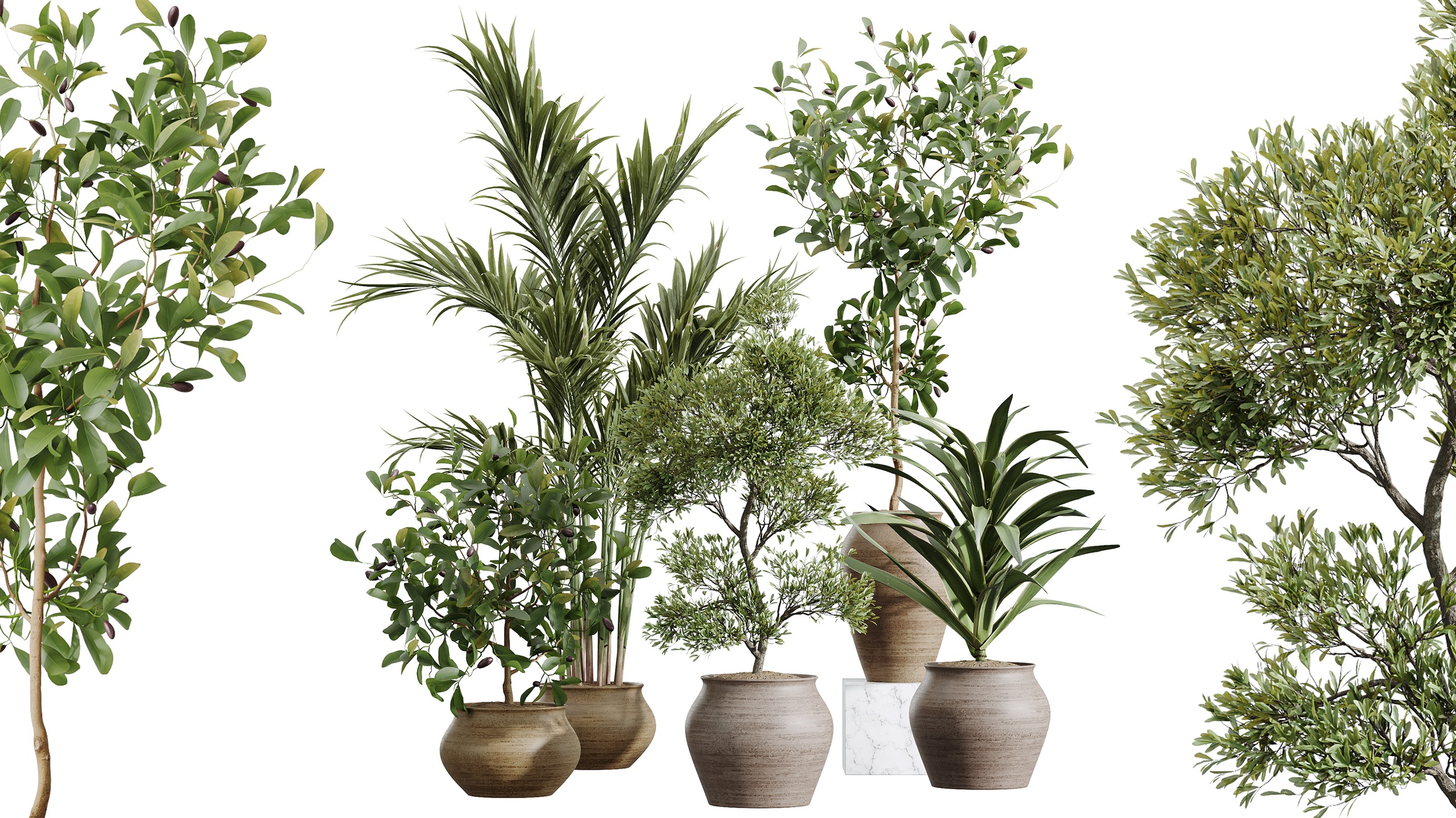 Media 1 for listing AV Indoor Plants Set 452 Lemon Olive Briful Pachira Palm