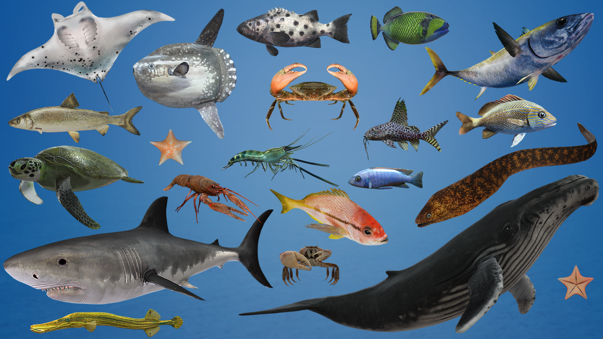 Ocean & River Fish Collection- Game Ready | Fab