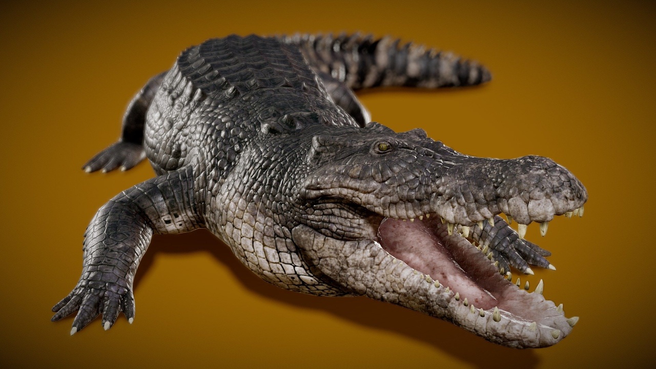Media 1 for listing Saltwater Crocodile