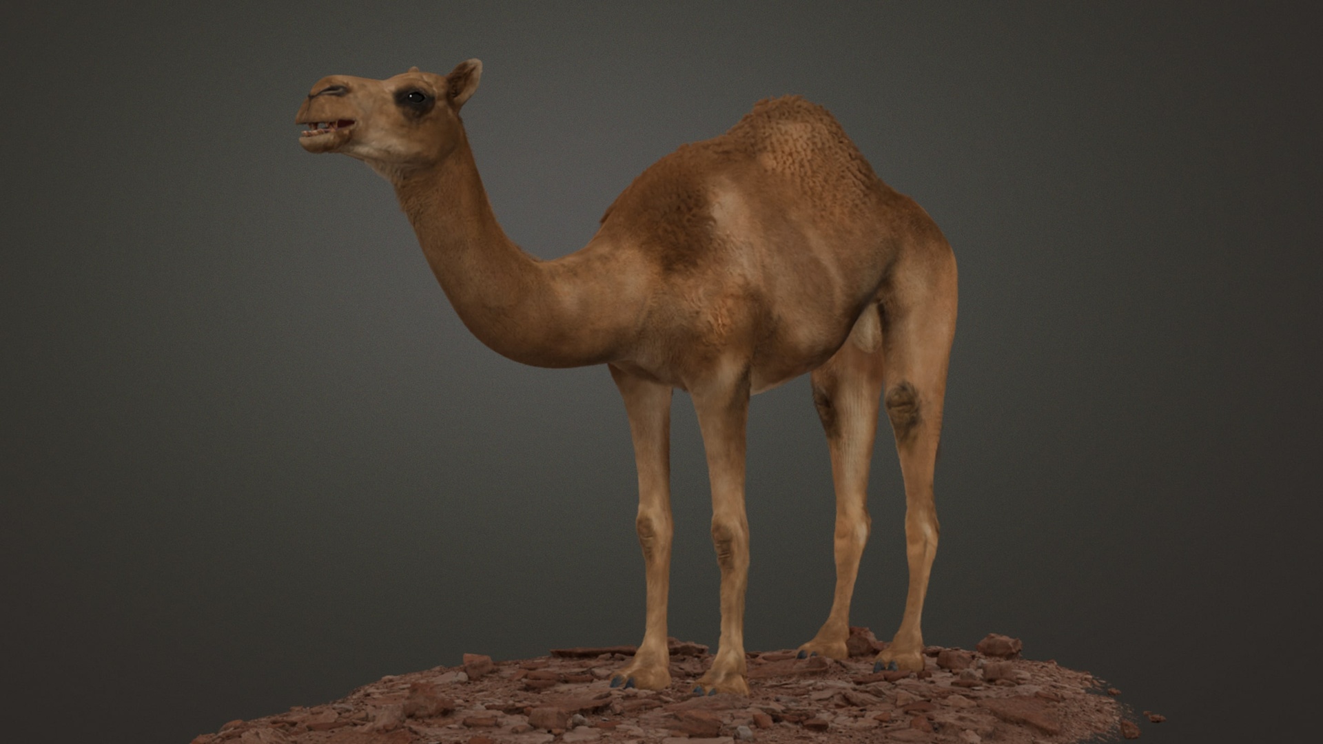 Media 1 for listing Animated 3D Model – Dromedary (Arabian Camel) - High Poly - 8K Textures