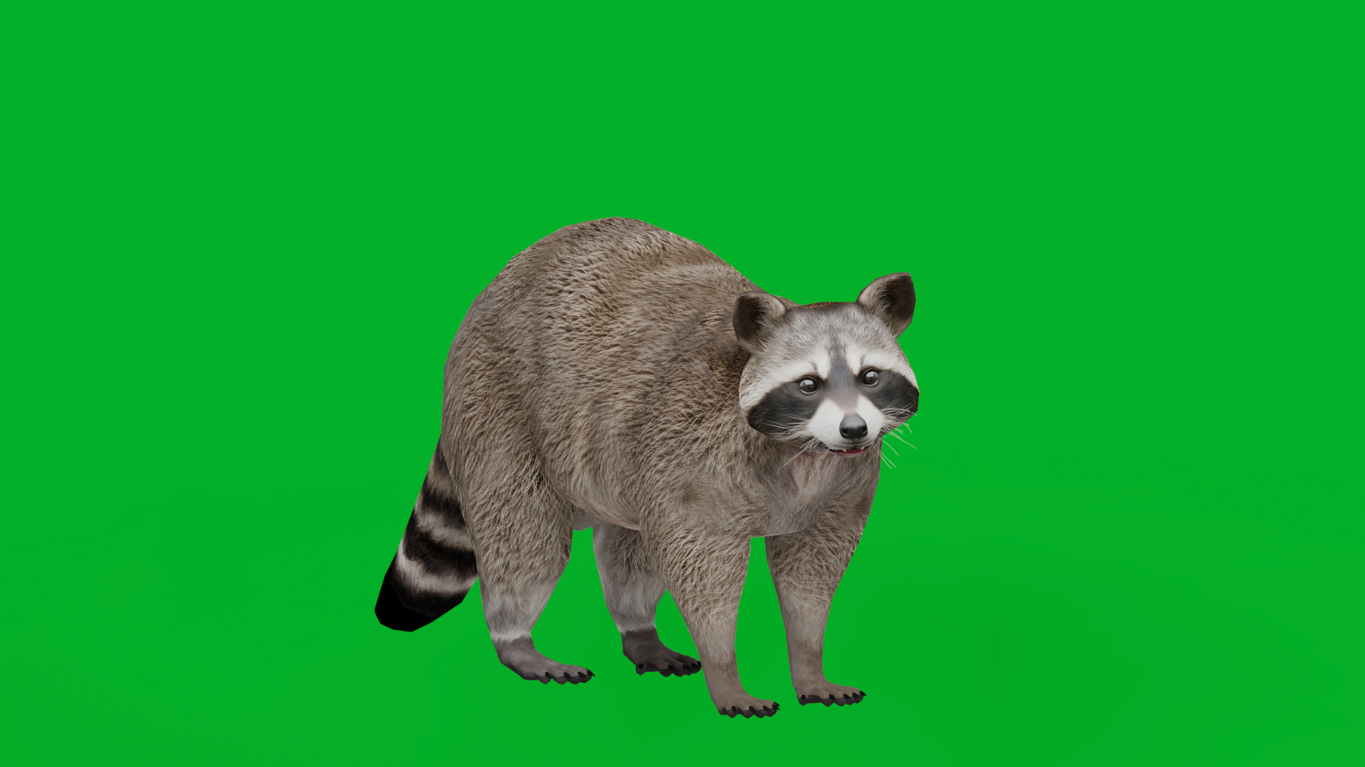 Raccoon (Game Ready) | Fab