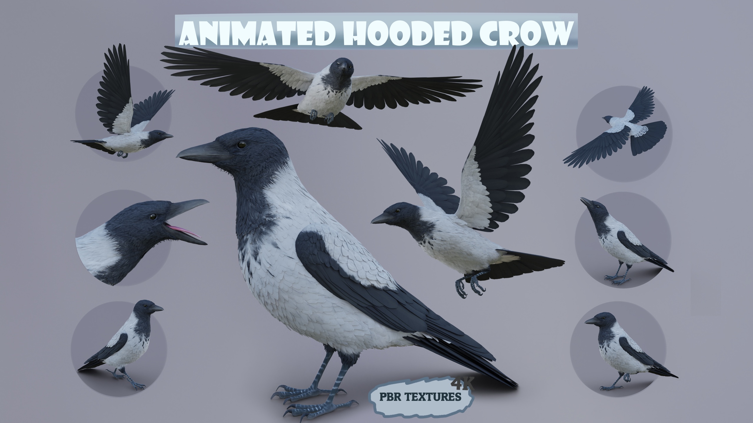 Media 1 for listing Realistic Animated Hooded Crow