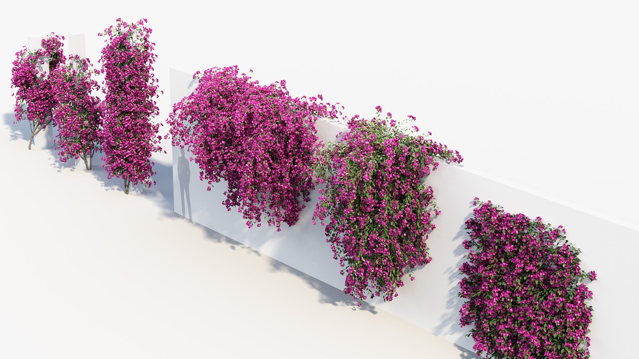 Media 1 for listing Bougainvillea 02