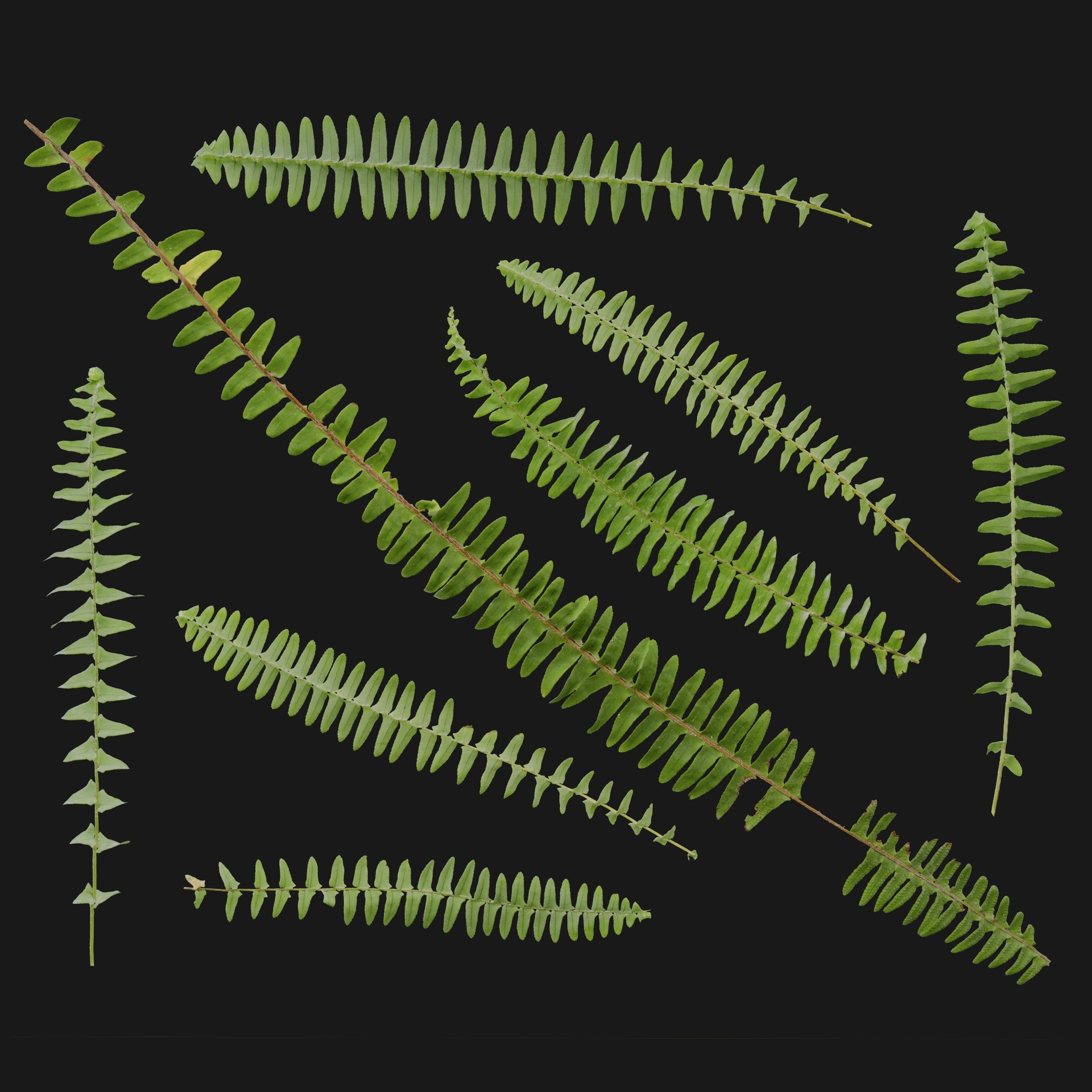 Media 1 for listing Fern 02
