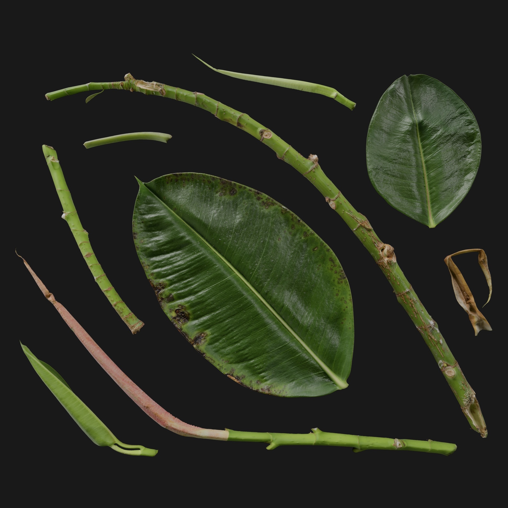 Media 1 for listing Ficus Elastica 11