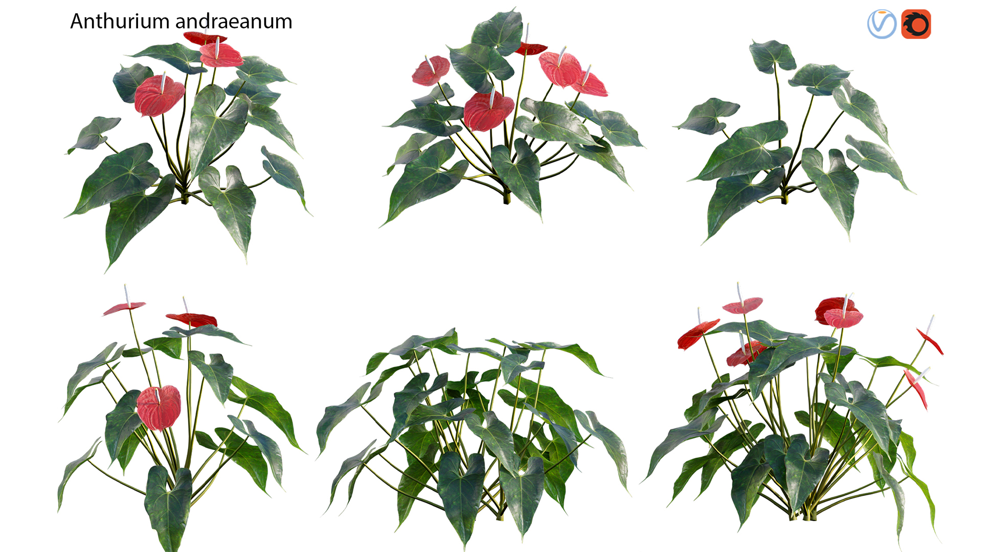 Anthurium andraeanum  Flamingo flower