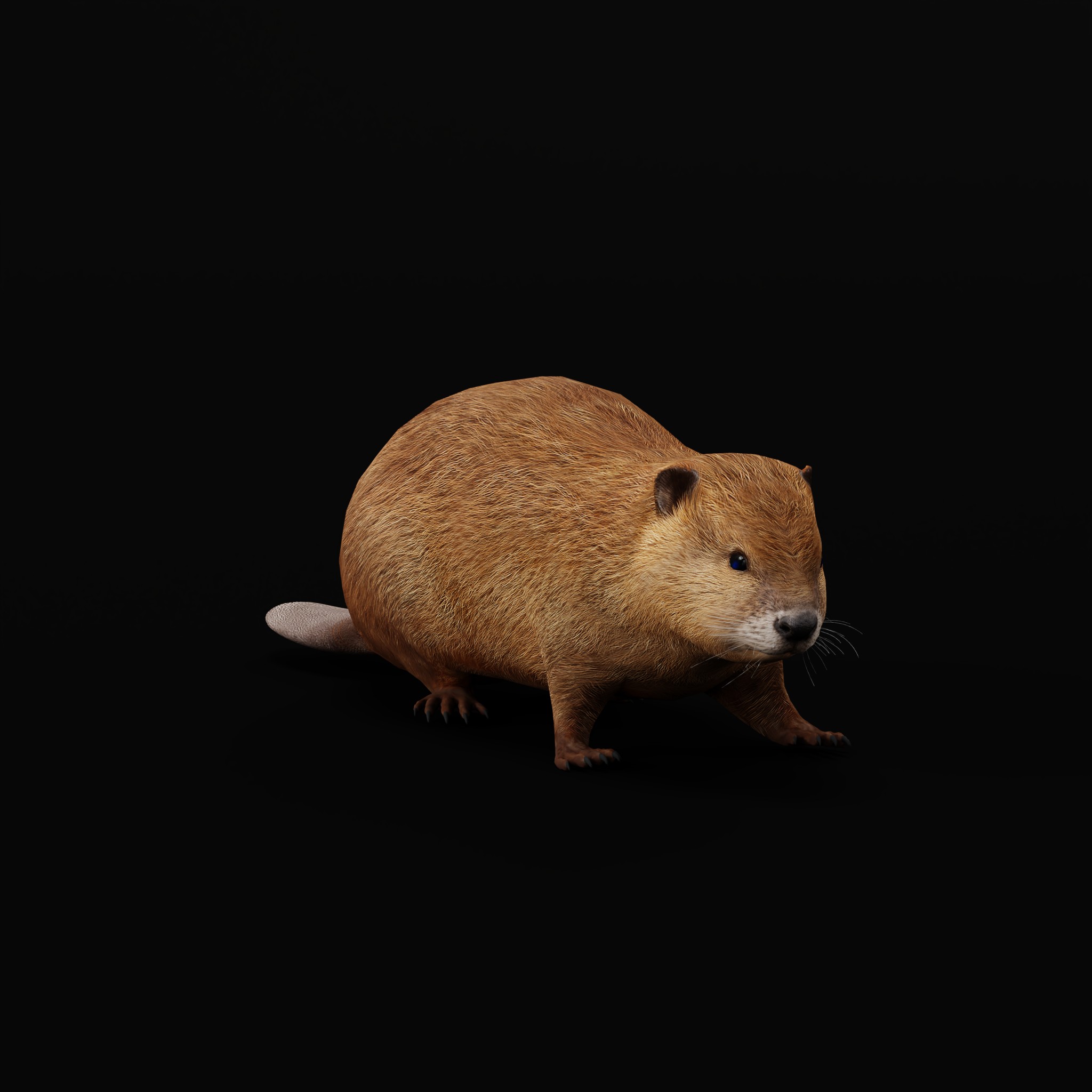Eurasian Beaver | Fab