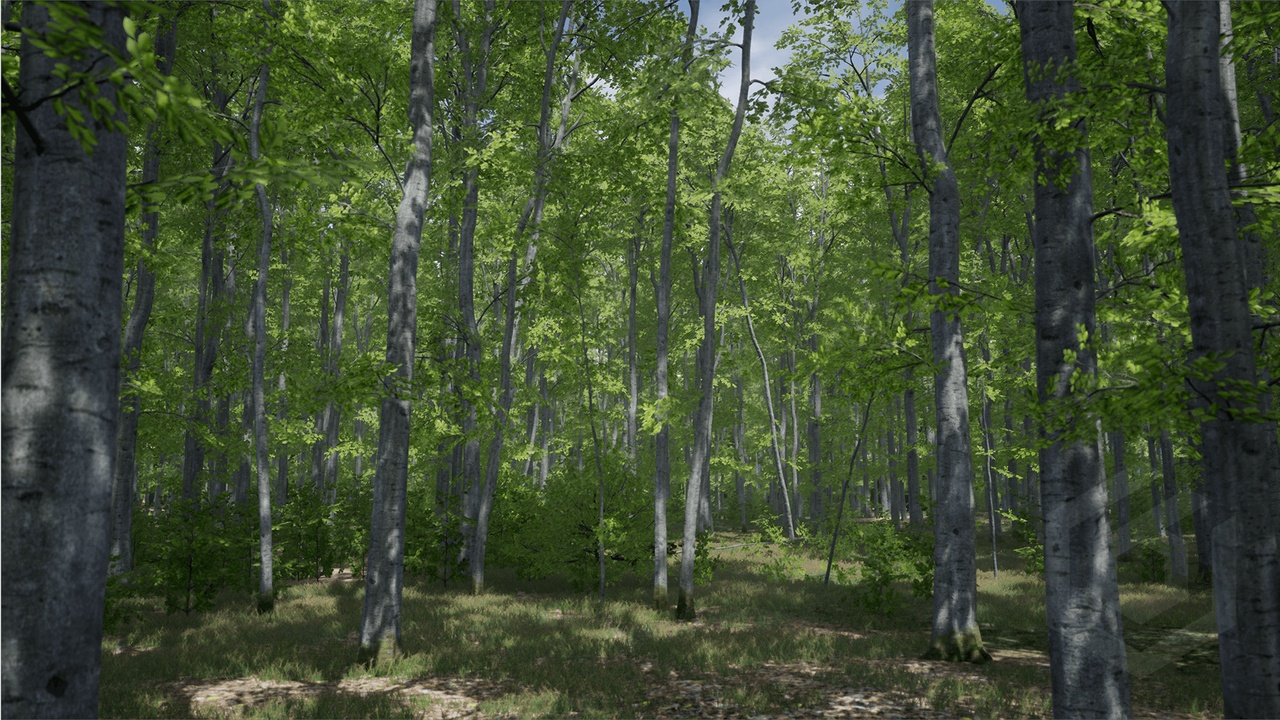 Media 1 for listing Trees: Beech tree