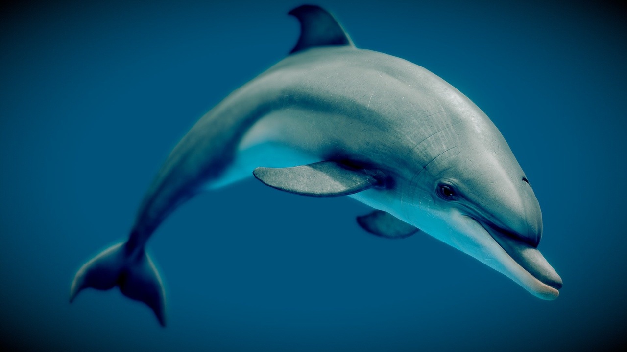 Media 1 for listing Dolphin