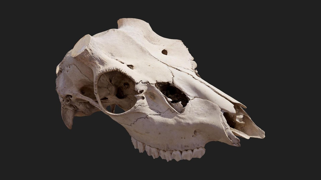 Media 1 for listing Animal Skull