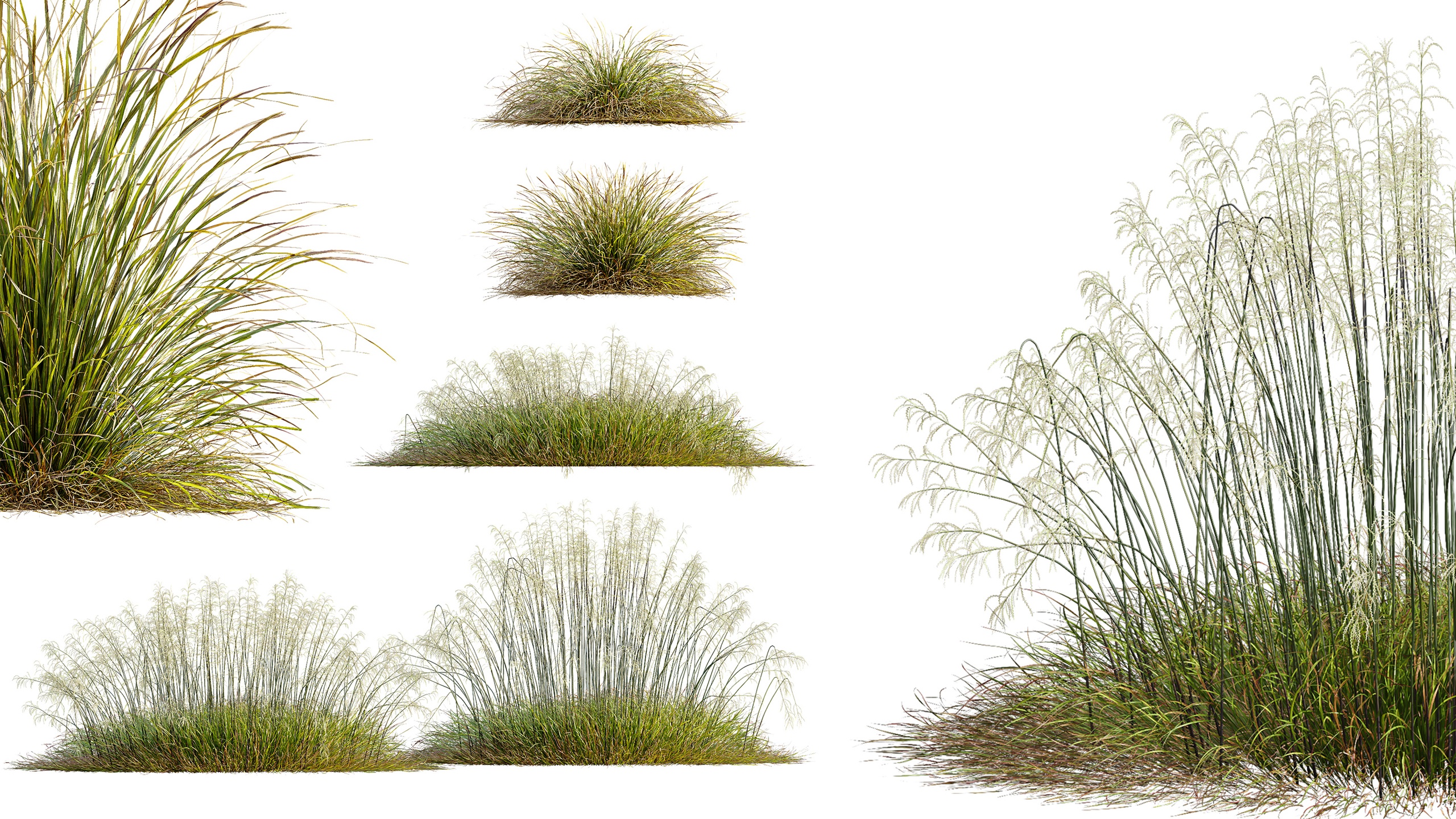 Media 1 for listing AV Stipa arundinacea Anemanthele lessoniana and Stipa arundinacea Sweet Grass