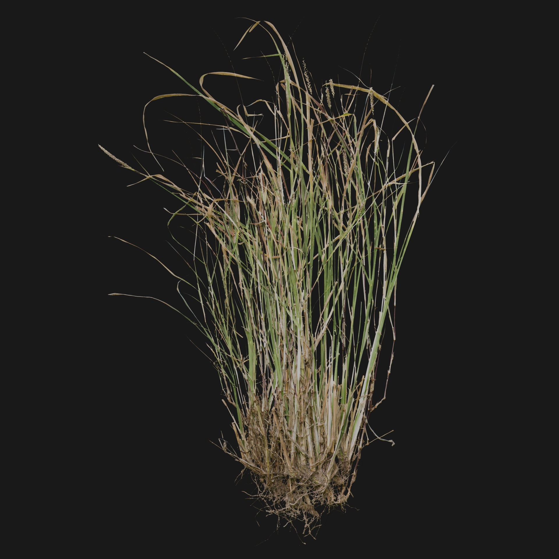 Media 1 for listing Graminea 07
