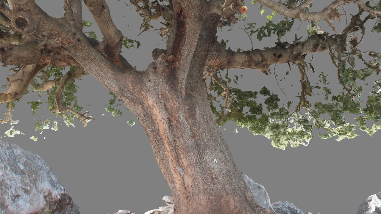 Media 1 for listing Abandoned Village Tree Trunk Scan - Tree 01