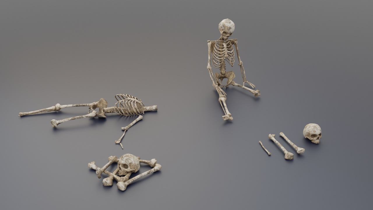 Media 1 for listing Human Bones Pack