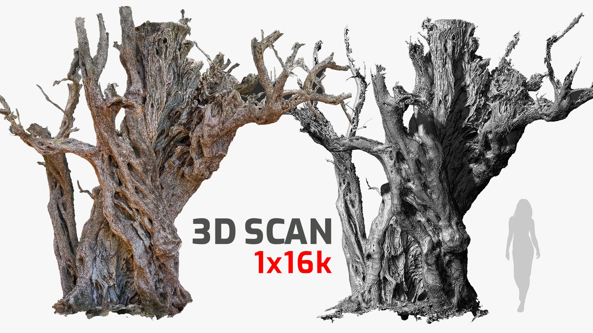 Media 1 for listing Ancient Cracked Olive Tree #3 RAW 3D Scan 1x16k Texture