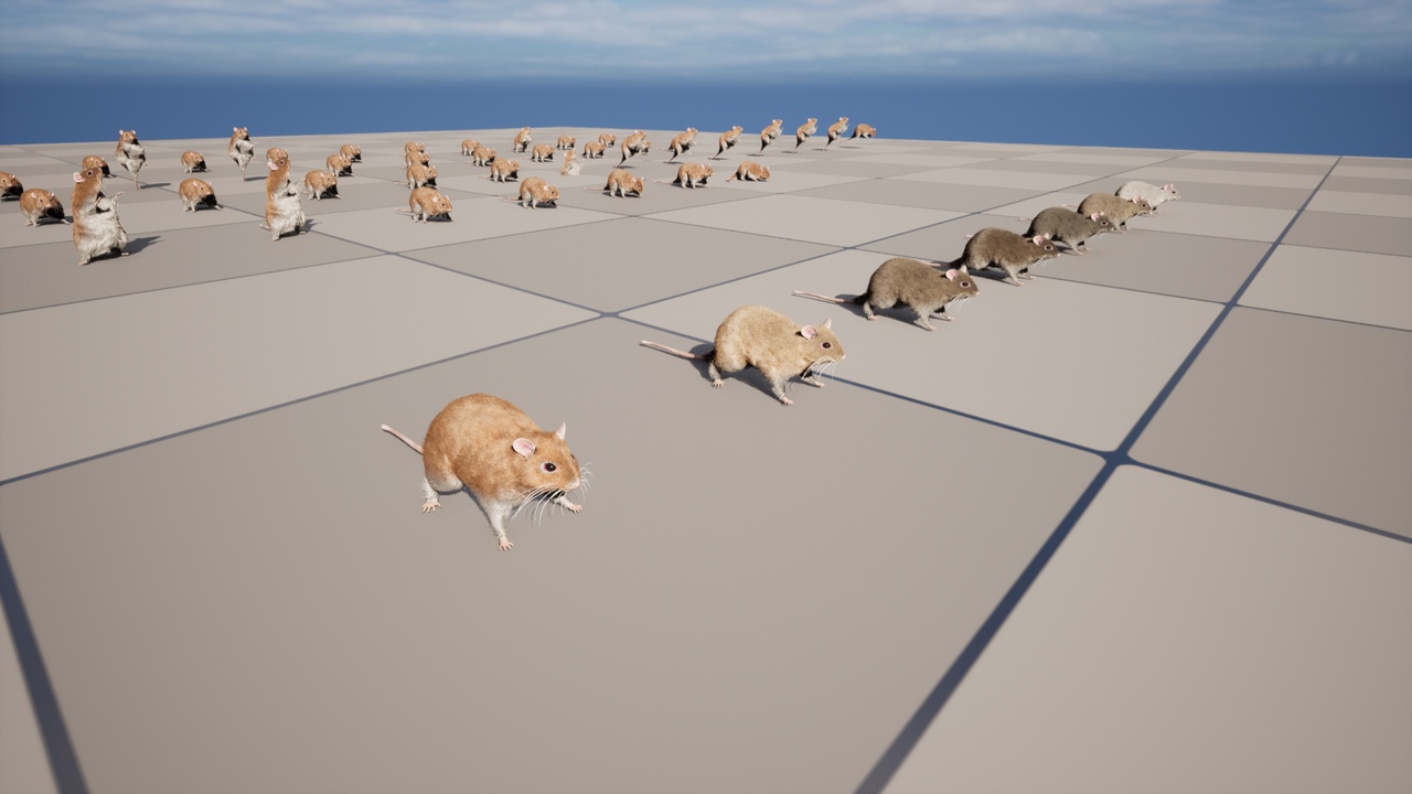 Media 1 for listing Rat