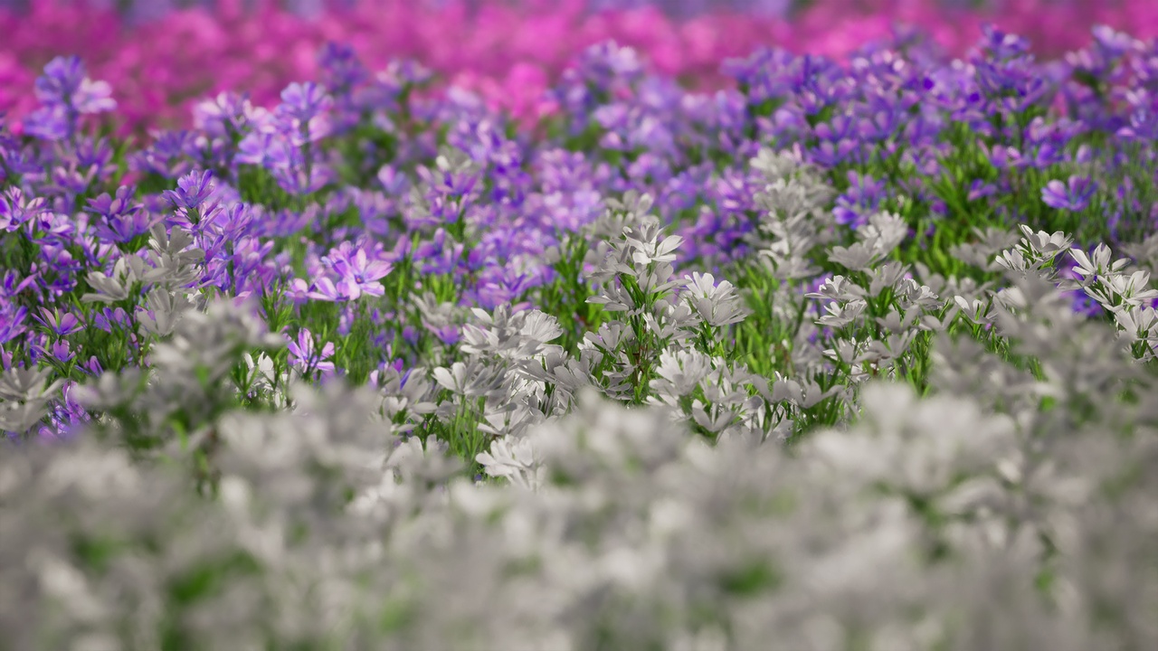 Media 1 for listing Street Garden in JAPAN - 4 Moss phlox Flower Grass Plant