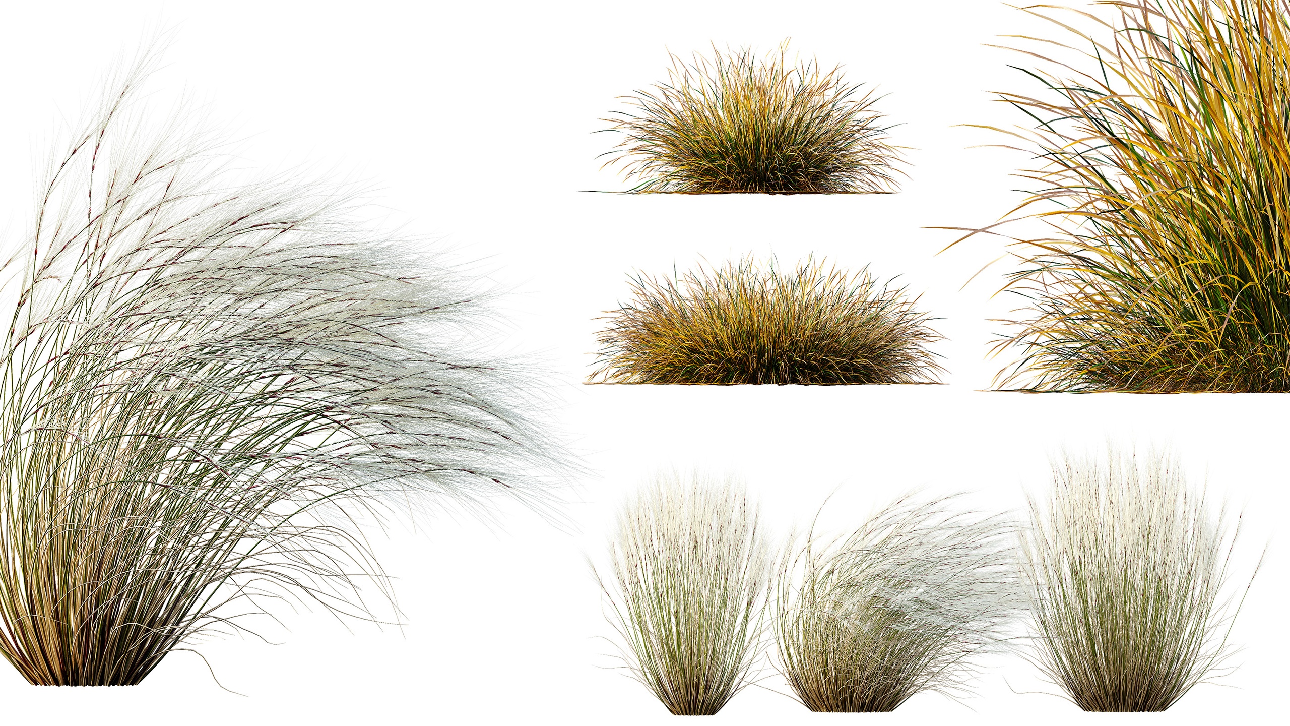Media 1 for listing AV Stipa Tenuissima Ostnica Mocna Pony Tails Carex Testacea Orange Sedge Grass