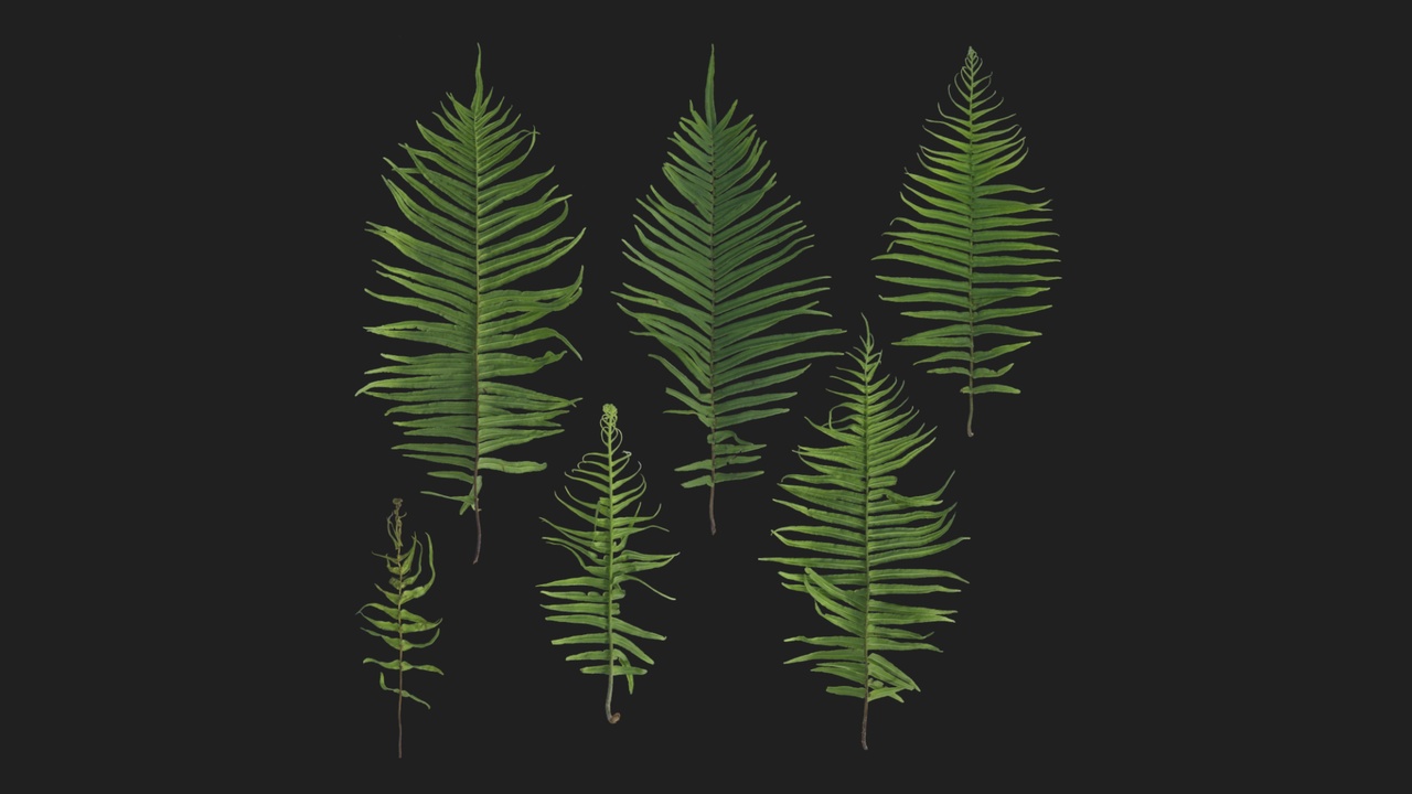 Media 1 for listing Fern 01