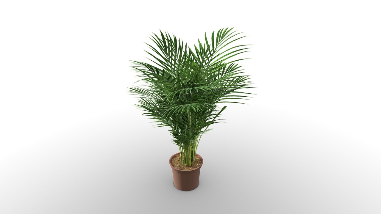 Media 1 for listing Chrysalidocarpus Lutescens palm