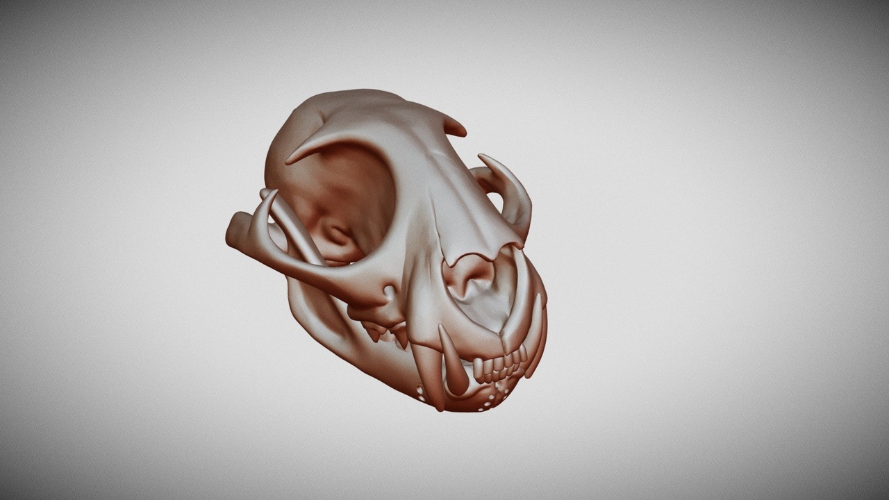 Media 1 for listing Lynx Canadensis Skull Sculpt