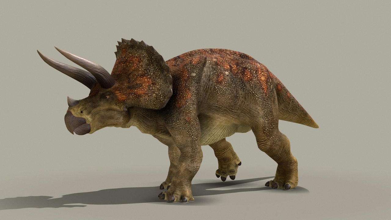 Media 1 for listing Triceratops Horridus