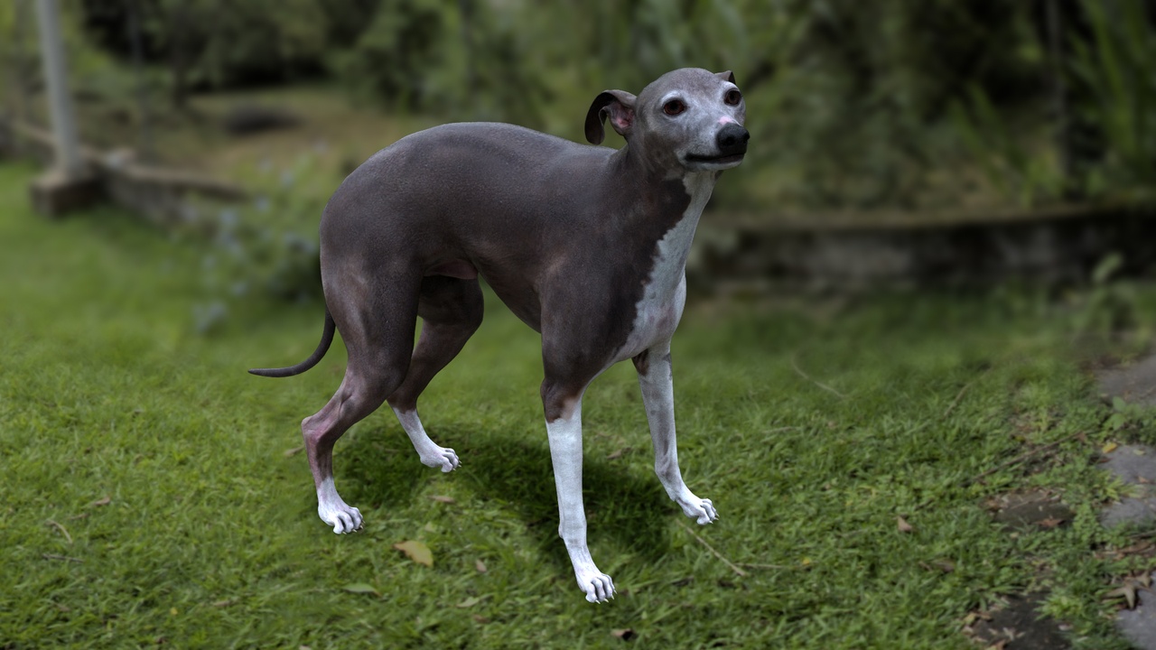 Media 1 for listing Italian Grey hound