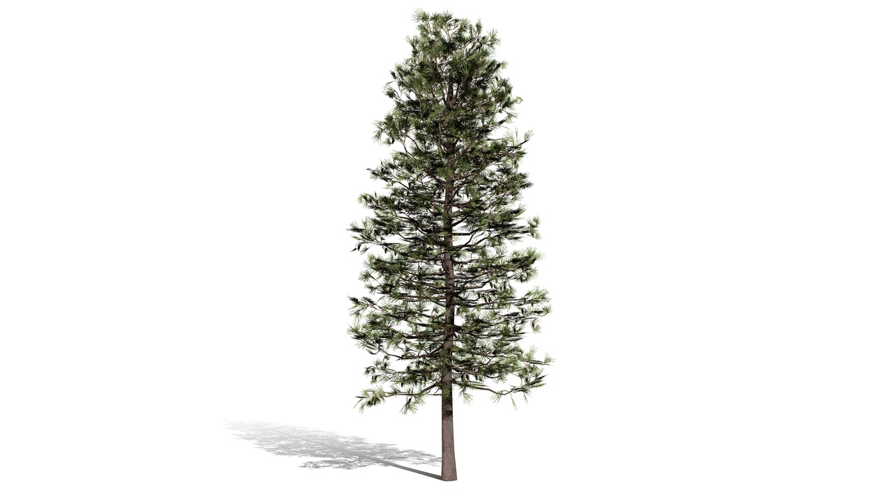 Media 1 for listing North American Pines Collection