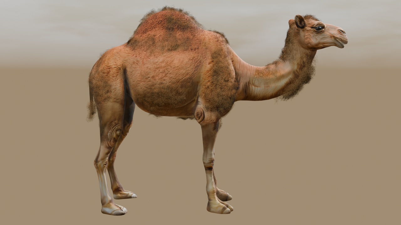 Media 1 for listing Animated Camel with Hair-Fur