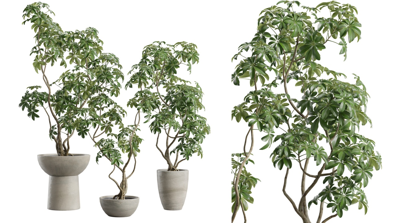 Media 1 for listing Schefflera in Concrete Planter