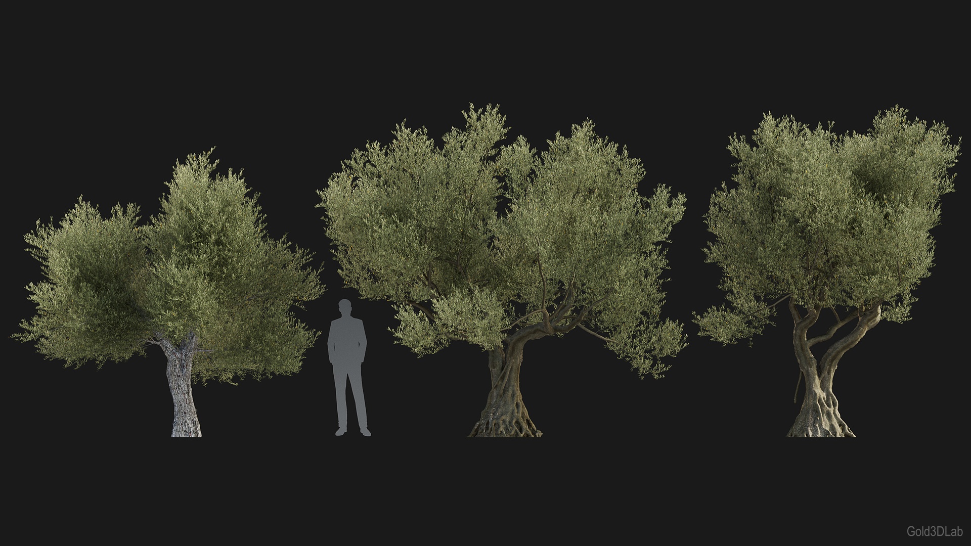Olea europaea Old | Fab
