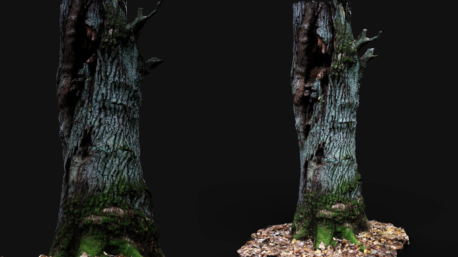 tree oak rotten stump PBR photogrammetry | Fab