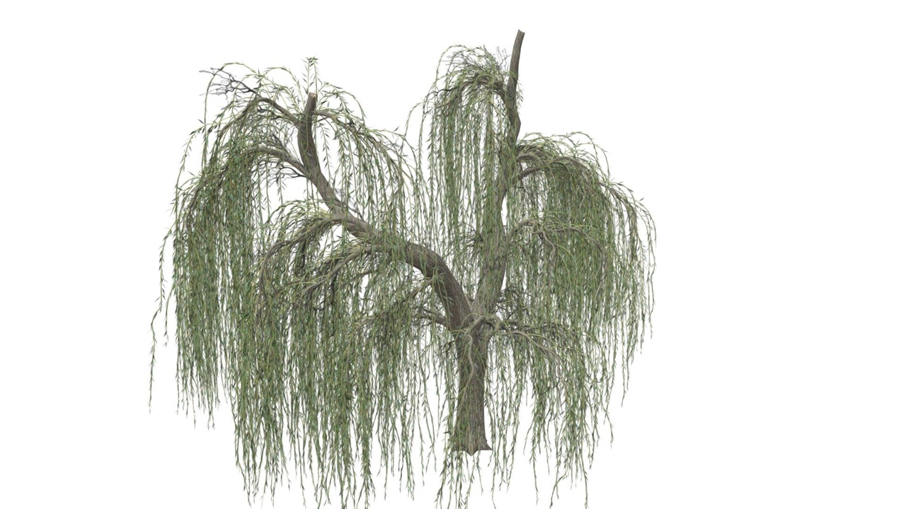 Media 1 for listing Weeping Willow Tree #06