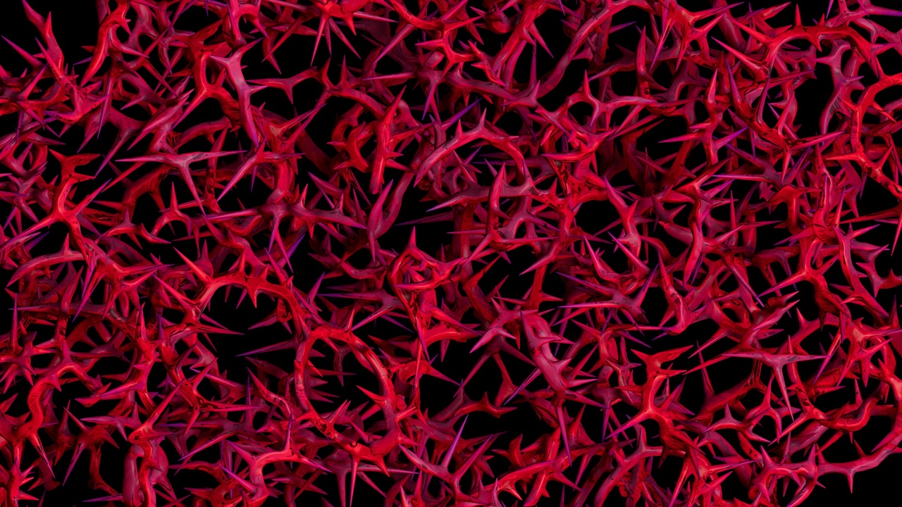 Media 1 for listing THORN PACK 2