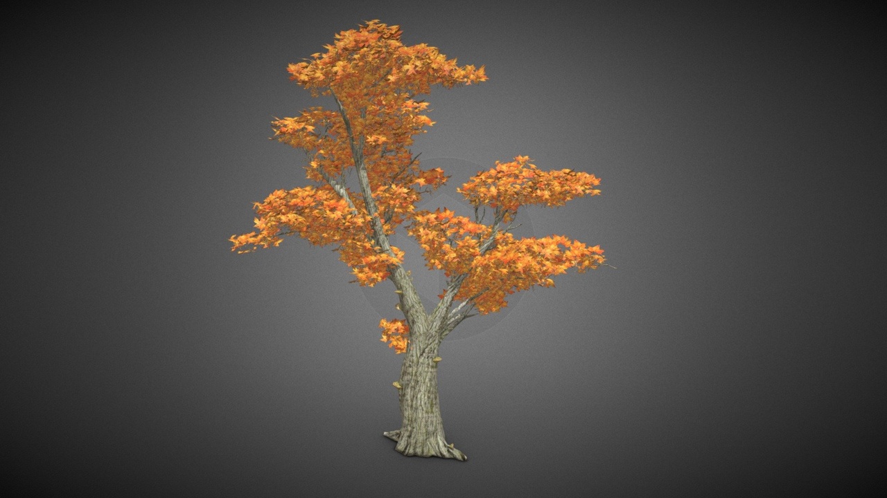 Media 1 for listing Tree Maple Leaf