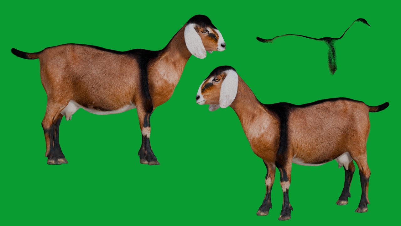 Media 1 for listing Anglo Nubian Goat