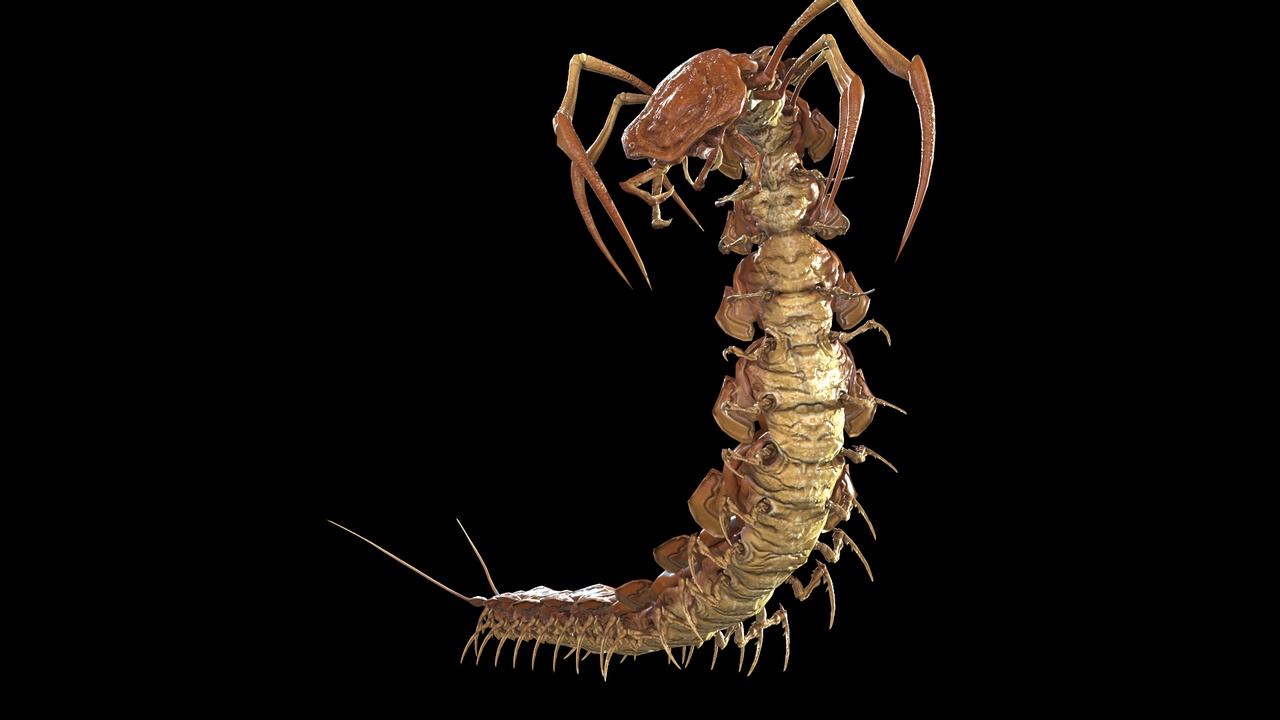 Media 1 for listing giant centipede