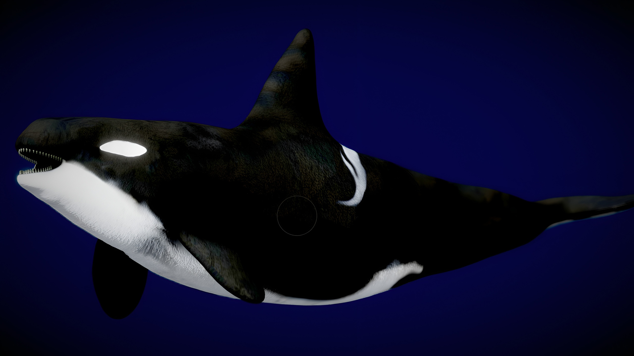 Media 1 for listing Animates Killer Whale Type A