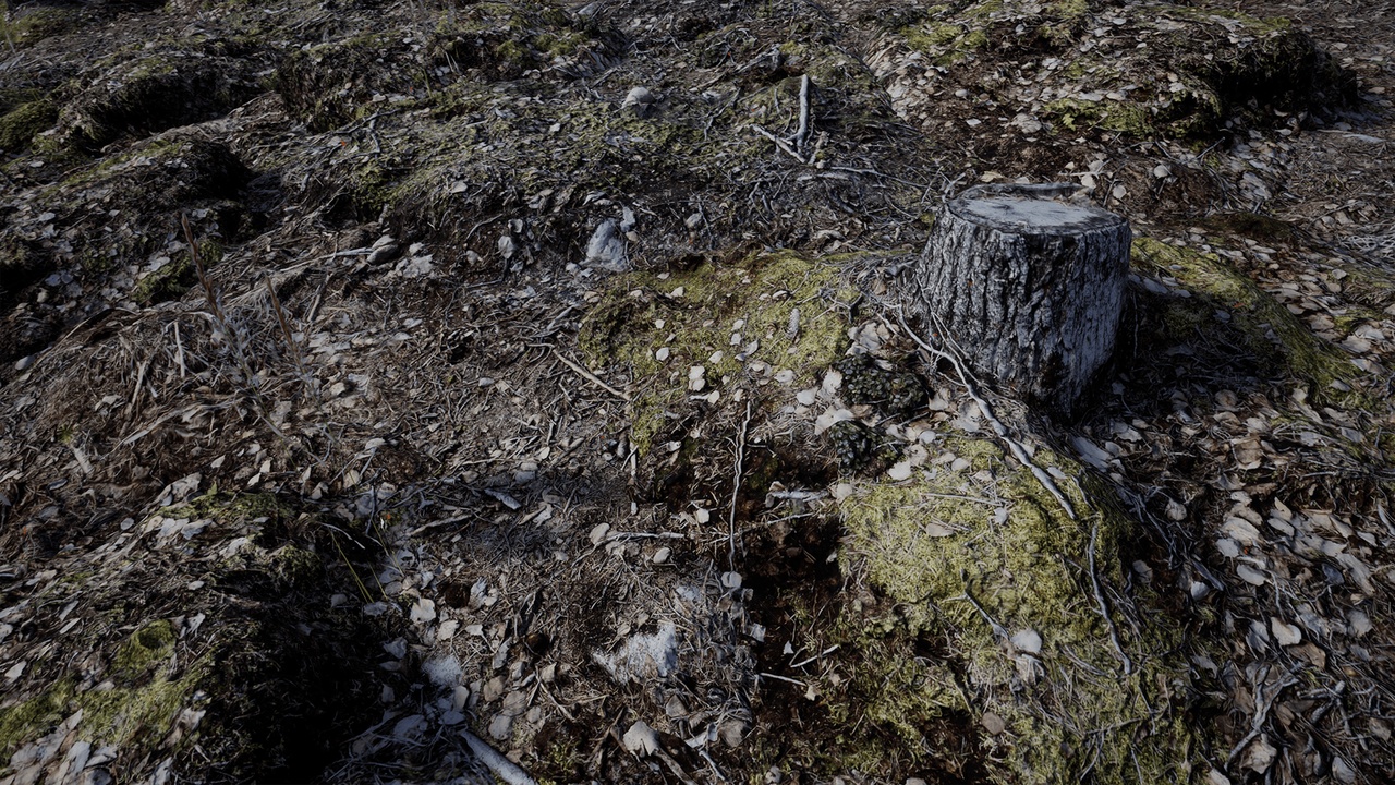 Media 1 for listing Forest Floor