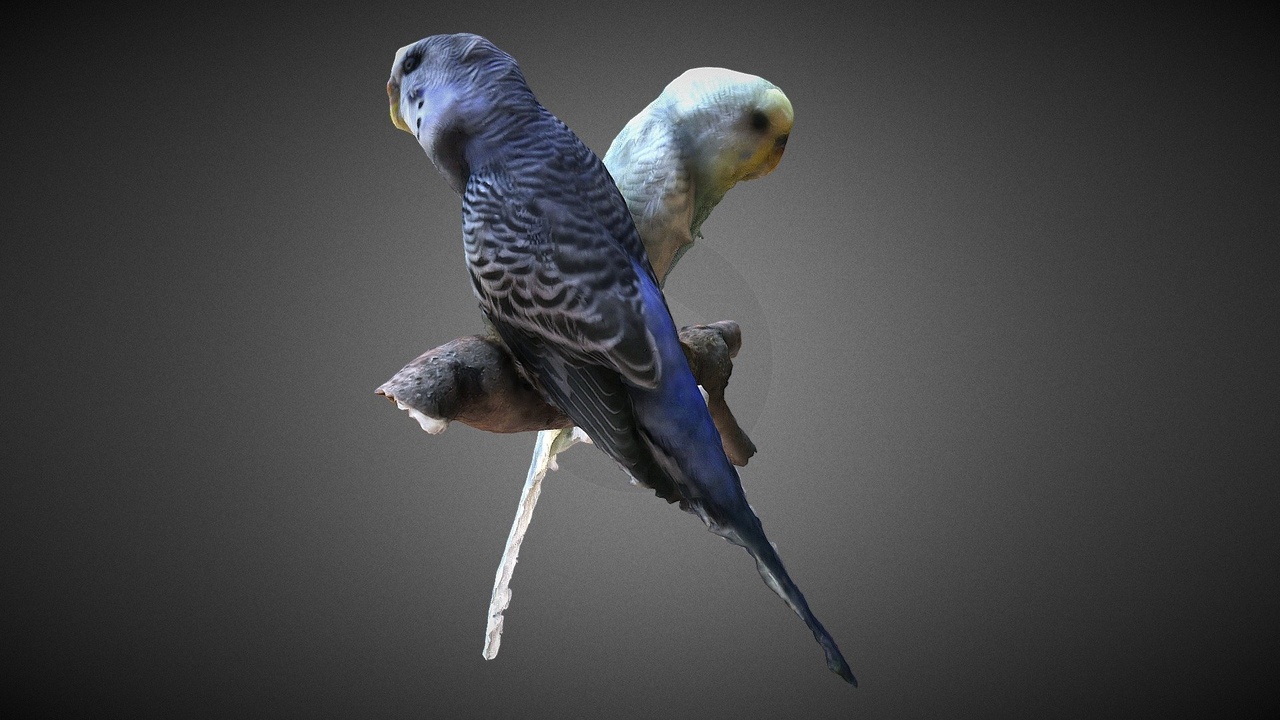 Media 1 for listing Two Parakeets (with sound)